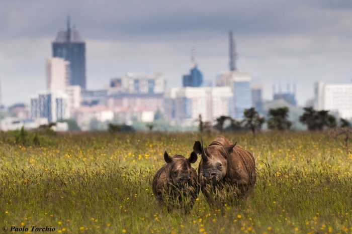 Best Day Trip Nairobi National Park Budget Safari