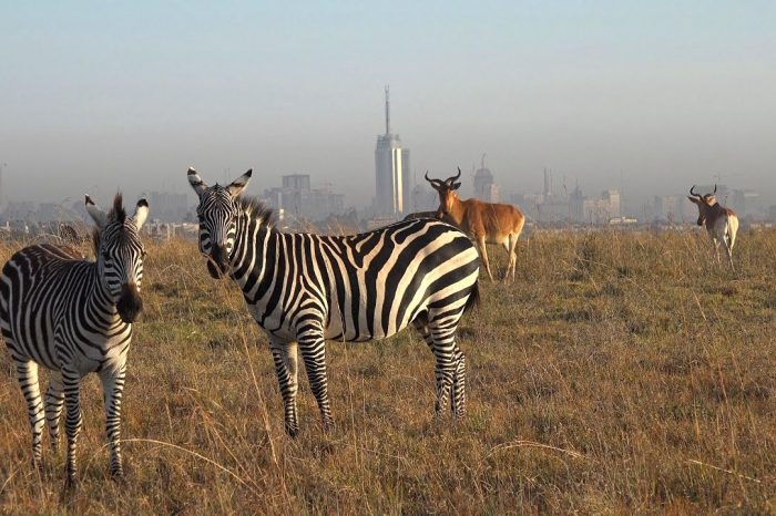 1 Day Nairobi National park safari
