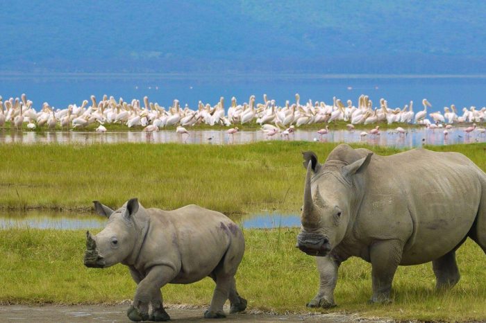 Best of Lake Nakuru – Day trip Budget joining Safari
