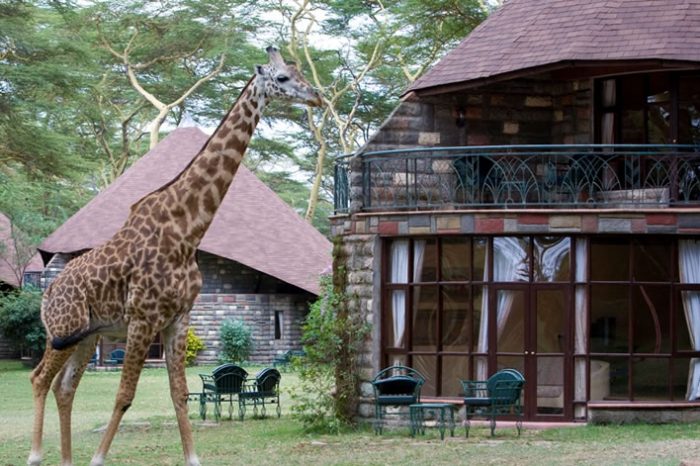 5 Days Maasai mara, Lake Nakuru & Lake Naivasha lodge safari.