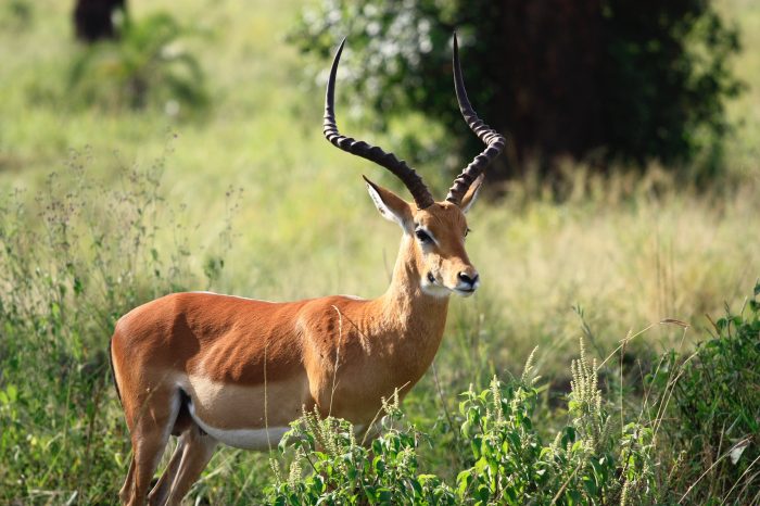 Kenya National & Game Reserves Safari.